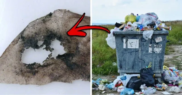 4 Hewan Pemakan Plastik, Mungkin Bisa Jadi Solusi Buat Mengurangi Sampah Plastik di Dunia 7