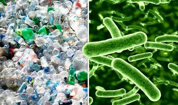 4 Hewan Pemakan Plastik, Mungkin Bisa Jadi Solusi Buat Mengurangi Sampah Plastik di Dunia 10