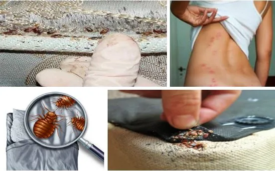 9 Fakta Seputar Tungau yang Mungkin Sedang Menghuni Kamarmu. Hiy, Geli~ 15