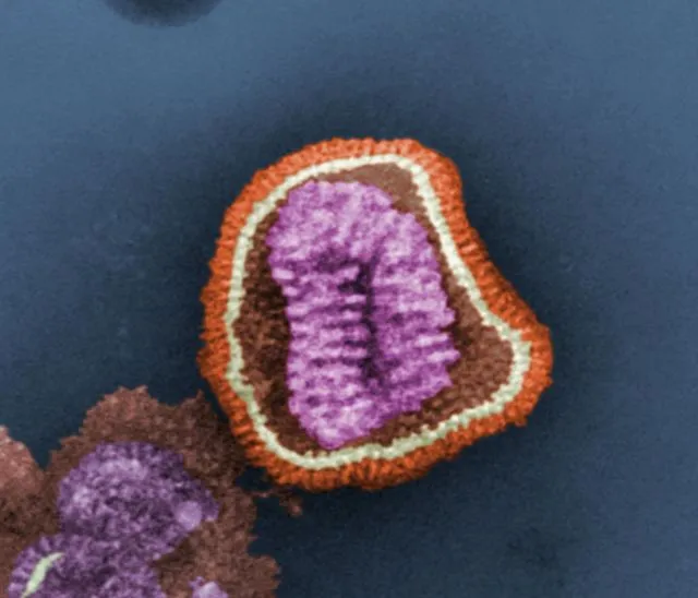 Sekilas Mirip Lukisan, 12 Gambar Ini Adalah Penampakan Virus dan Bakteri yang Diperbesar 13