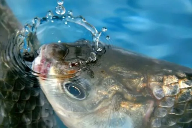 Bukan Sulap atau Sihir, Ikan Beku Ini Masih Bisa Hidup Begitu Dicairkan. Begini Penjelasan Ilmiahnya 4