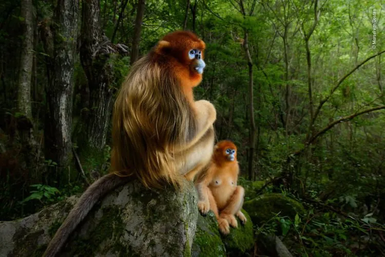 Kompetisi Wildlife Photographer of The Year 2018 Sudah Menemukan Pemenangnya. Mana Foto Favoritmu? 11