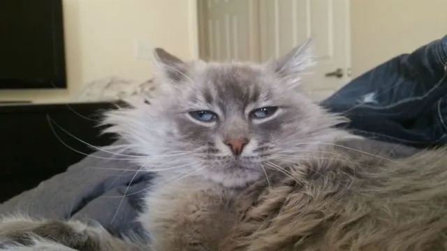Jangan Salah, Ternyata Kucing Kalau Baru Bangun Tidur Lucu Juga lo. Beda Banget sama Kita :( 14