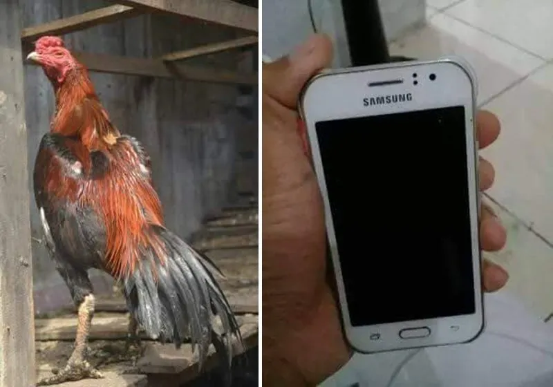Cowok ini Lebih Milih Balikin HP Maling yang Ketinggalan, Asal Ayamnya Dibalikin. Kocak Banget! 5