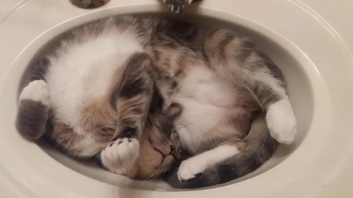 18+ Bukti Kalau Kucing itu Makhluk yang