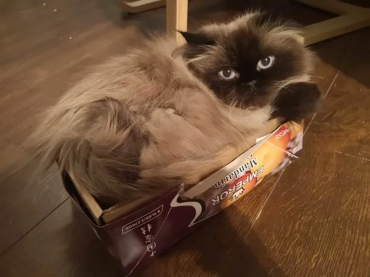 18+ Bukti Kalau Kucing itu Makhluk yang