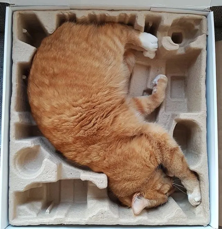 18+ Bukti Kalau Kucing itu Makhluk yang
