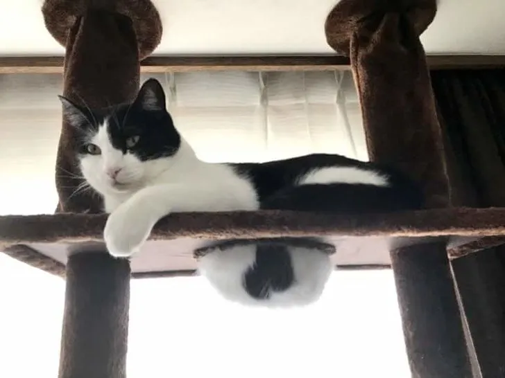 18+ Bukti Kalau Kucing itu Makhluk yang