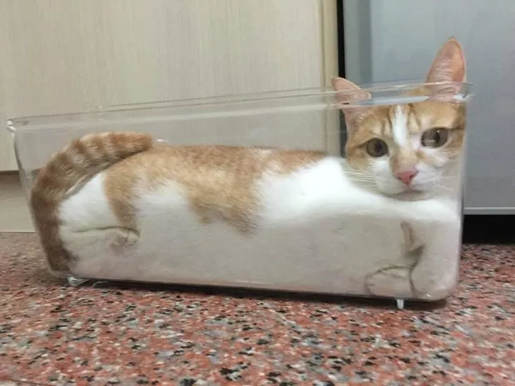 18+ Bukti Kalau Kucing itu Makhluk yang