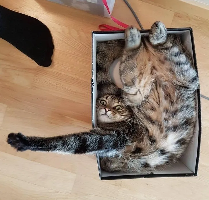 18+ Bukti Kalau Kucing itu Makhluk yang