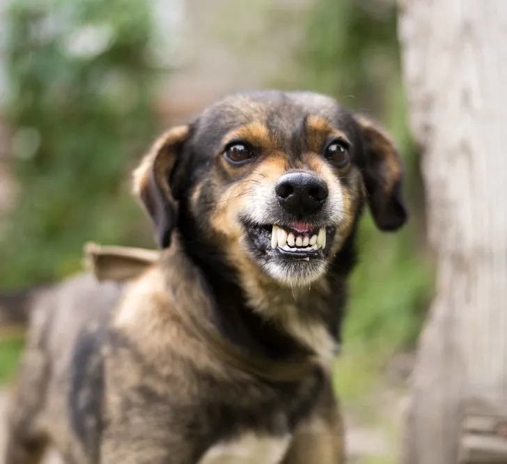 8 Gestur Anjing yang Menandakan Sebuah Kode. Perlu Tahu nih, Biar Bisa Komunikasi sama Peliharaanmu 14