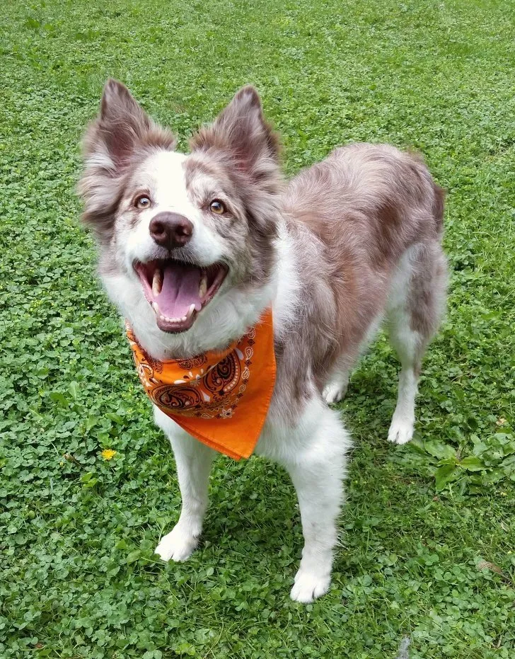 8 Gestur Anjing yang Menandakan Sebuah Kode. Perlu Tahu nih, Biar Bisa Komunikasi sama Peliharaanmu 13