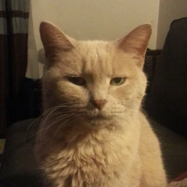 Jangan Salah, Ternyata Kucing Kalau Baru Bangun Tidur Lucu Juga lo. Beda Banget sama Kita :( 15