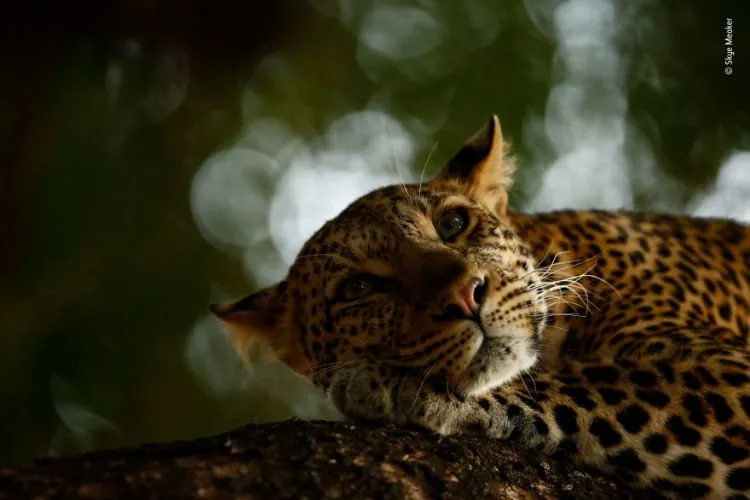 Kompetisi Wildlife Photographer of The Year 2018 Sudah Menemukan Pemenangnya. Mana Foto Favoritmu? 12