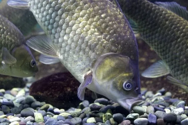 Bukan Sulap atau Sihir, Ikan Beku Ini Masih Bisa Hidup Begitu Dicairkan. Begini Penjelasan Ilmiahnya 5