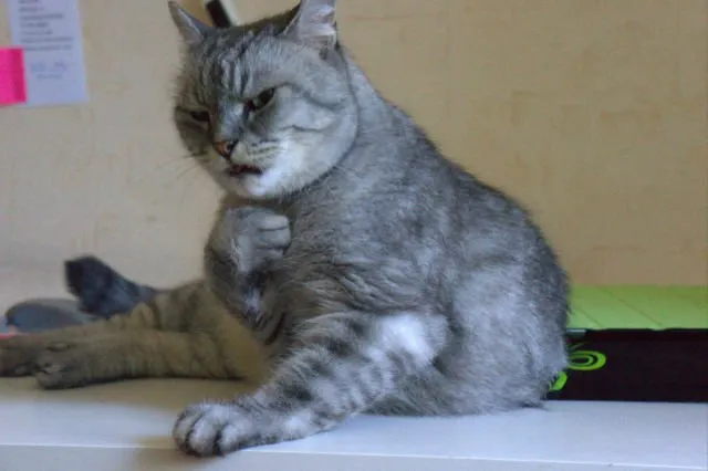 Jangan Salah, Ternyata Kucing Kalau Baru Bangun Tidur Lucu Juga lo. Beda Banget sama Kita :( 18