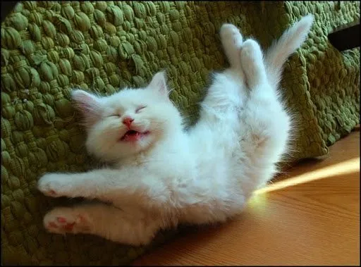 Jangan Salah, Ternyata Kucing Kalau Baru Bangun Tidur Lucu Juga lo. Beda Banget sama Kita :( 16