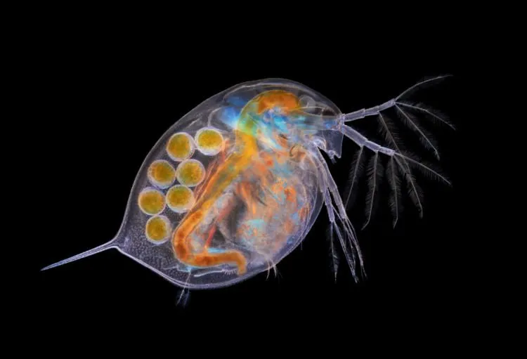 10 Foto Pemenang Kompetisi Foto Mikro 'Nikon Small World 2018'. Menakjubkan dan Berkualitas Juara! 16