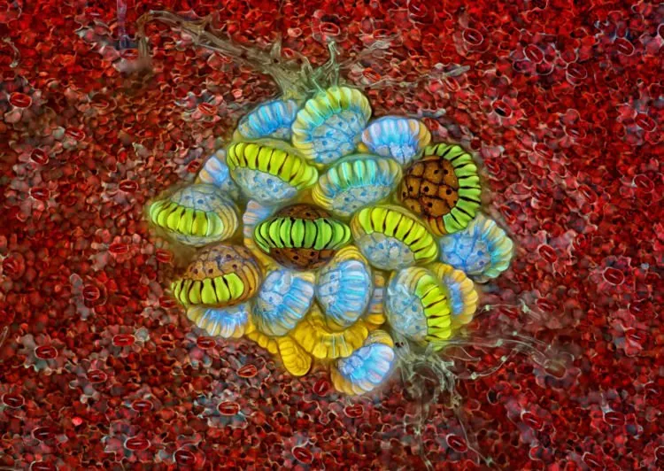10 Foto Pemenang Kompetisi Foto Mikro 'Nikon Small World 2018'. Menakjubkan dan Berkualitas Juara! 12