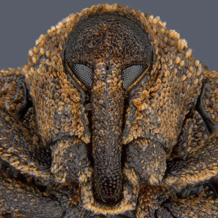 10 Foto Pemenang Kompetisi Foto Mikro 'Nikon Small World 2018'. Menakjubkan dan Berkualitas Juara! 18