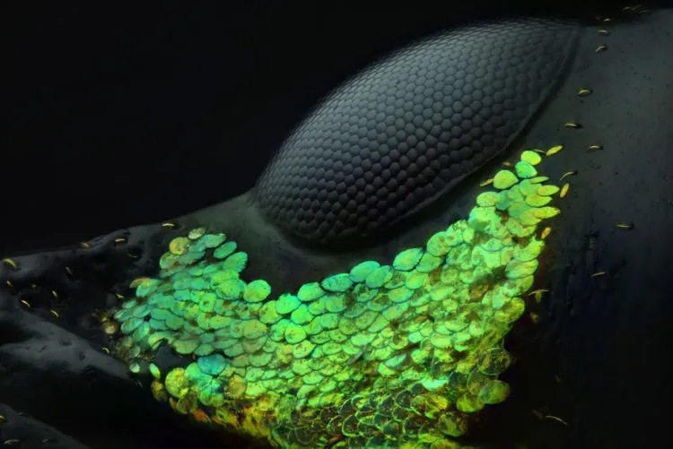 10 Foto Pemenang Kompetisi Foto Mikro 'Nikon Small World 2018'. Menakjubkan dan Berkualitas Juara! 11