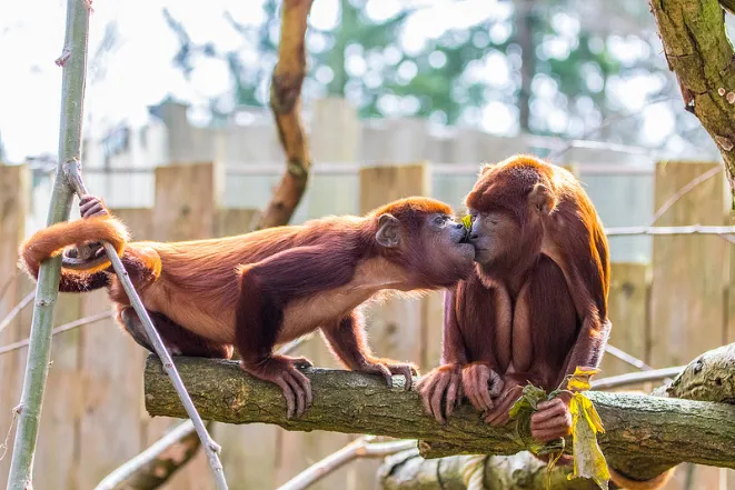 13 Potret Hewan ini Seolah Lagi Pamer Kemesraan. Bikin Gemes, Tapi Jangan Sampe Baper, Ya! :) 22