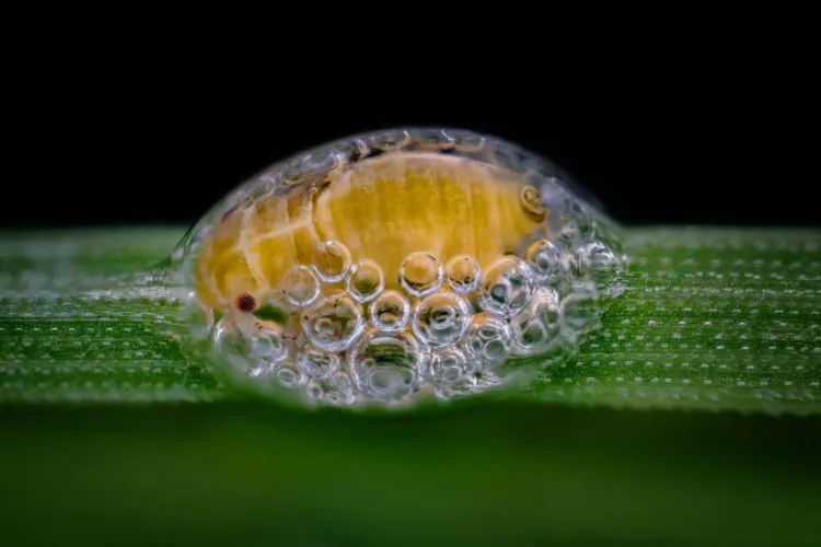 10 Foto Pemenang Kompetisi Foto Mikro 'Nikon Small World 2018'. Menakjubkan dan Berkualitas Juara! 13