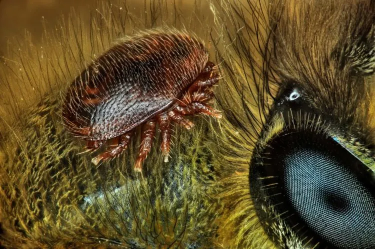 10 Foto Pemenang Kompetisi Foto Mikro 'Nikon Small World 2018'. Menakjubkan dan Berkualitas Juara! 19