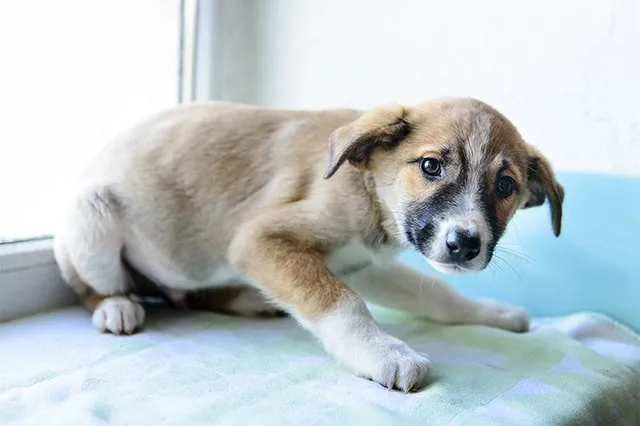 8 Gestur Anjing yang Menandakan Sebuah Kode. Perlu Tahu nih, Biar Bisa Komunikasi sama Peliharaanmu 15