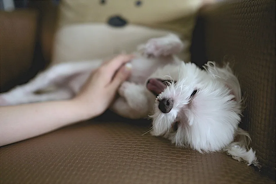 8 Gestur Anjing yang Menandakan Sebuah Kode. Perlu Tahu nih, Biar Bisa Komunikasi sama Peliharaanmu 9
