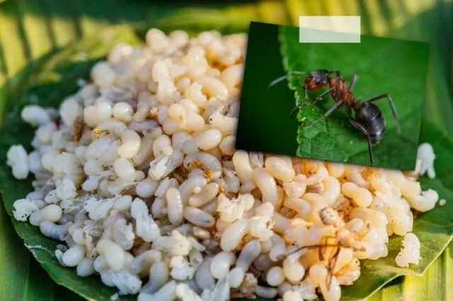 Selain Telur Ayam, 8 Telur Hewan Ini Juga Bisa Dimakan. Mungkin Nggak Pernah Kepikiran Aja 16