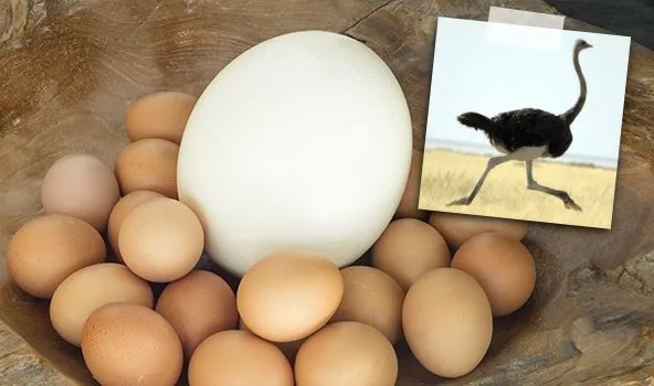Selain Telur Ayam, 8 Telur Hewan Ini Juga Bisa Dimakan. Mungkin Nggak Pernah Kepikiran Aja 10