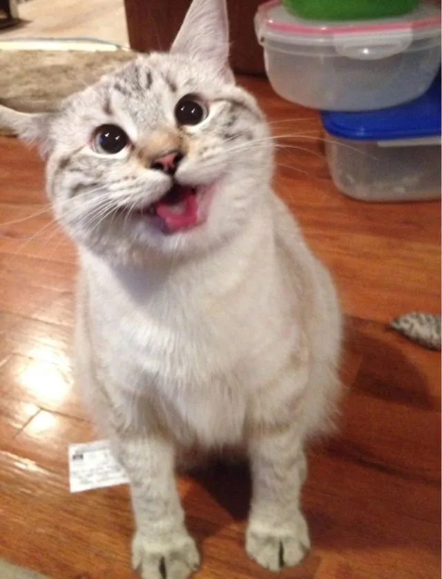 Jangan Salah, Ternyata Kucing Kalau Baru Bangun Tidur Lucu Juga lo. Beda Banget sama Kita :( 20