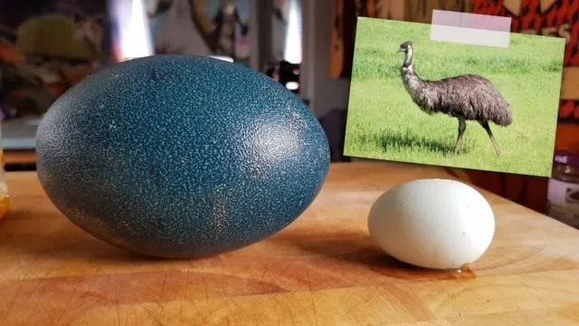 Selain Telur Ayam, 8 Telur Hewan Ini Juga Bisa Dimakan. Mungkin Nggak Pernah Kepikiran Aja 9