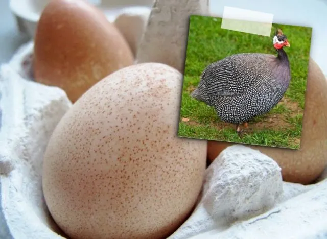Selain Telur Ayam, 8 Telur Hewan Ini Juga Bisa Dimakan. Mungkin Nggak Pernah Kepikiran Aja 12