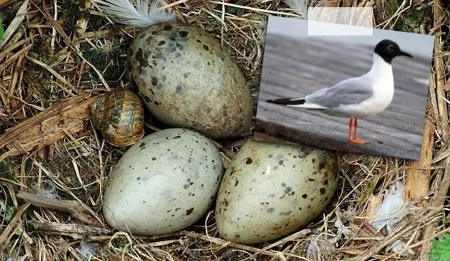 Selain Telur Ayam, 8 Telur Hewan Ini Juga Bisa Dimakan. Mungkin Nggak Pernah Kepikiran Aja 11