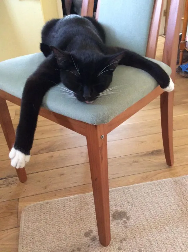 Jangan Salah, Ternyata Kucing Kalau Baru Bangun Tidur Lucu Juga lo. Beda Banget sama Kita :( 12