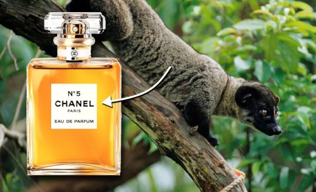 5 Alasan Kenapa Parfum Asli Harganya Bisa Selangit. Benar-benar Nggak Bisa Dibandingin Sama yang KW 8