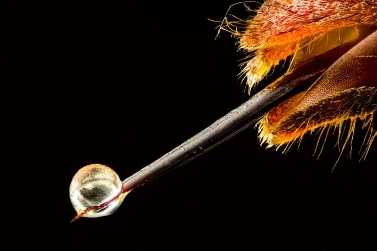 10 Foto Pemenang Kompetisi Foto Mikro 'Nikon Small World 2018'. Menakjubkan dan Berkualitas Juara! 20