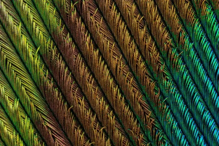 10 Foto Pemenang Kompetisi Foto Mikro 'Nikon Small World 2018'. Menakjubkan dan Berkualitas Juara! 14