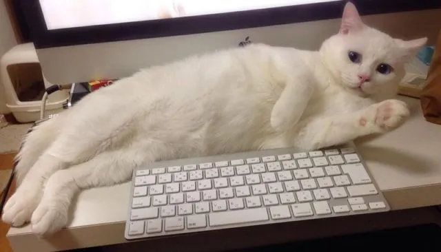 Jangan Salah, Ternyata Kucing Kalau Baru Bangun Tidur Lucu Juga lo. Beda Banget sama Kita :( 19