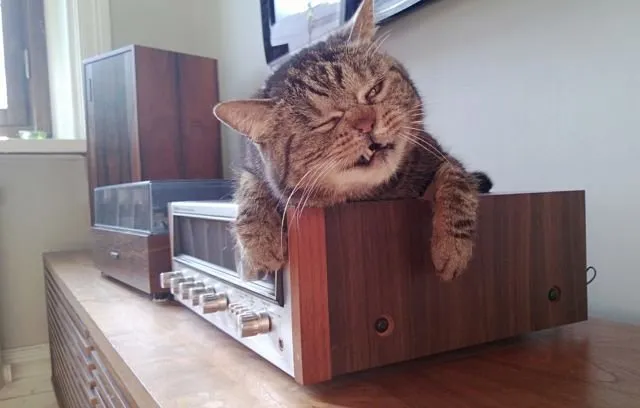 Jangan Salah, Ternyata Kucing Kalau Baru Bangun Tidur Lucu Juga lo. Beda Banget sama Kita :( 17