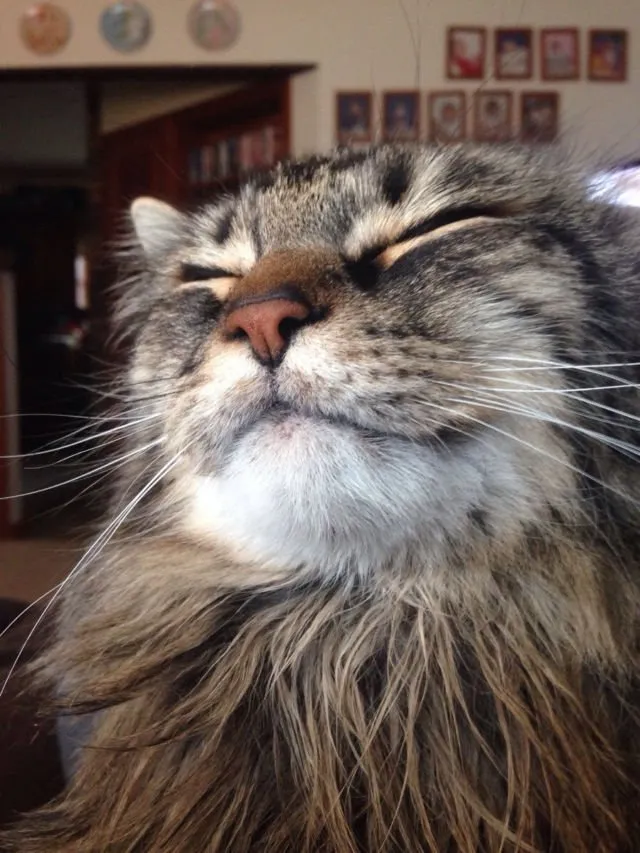 Jangan Salah, Ternyata Kucing Kalau Baru Bangun Tidur Lucu Juga lo. Beda Banget sama Kita :( 13