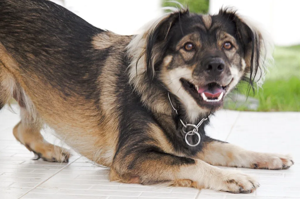 8 Gestur Anjing yang Menandakan Sebuah Kode. Perlu Tahu nih, Biar Bisa Komunikasi sama Peliharaanmu 16