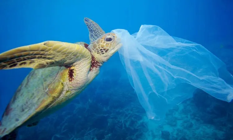 Bisakah Kamu Hidup Tanpa Benda-Benda Ini? 7 Produk Plastik Ini Mulai Dilarang di Mana-mana Lho 9