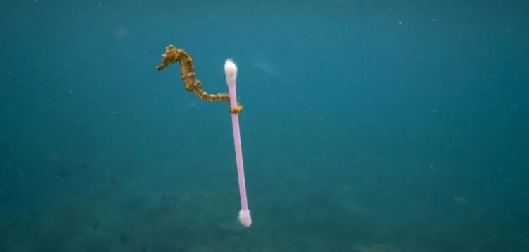 Bisakah Kamu Hidup Tanpa Benda-Benda Ini? 7 Produk Plastik Ini Mulai Dilarang di Mana-mana Lho 11