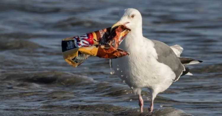 Bisakah Kamu Hidup Tanpa Benda-Benda Ini? 7 Produk Plastik Ini Mulai Dilarang di Mana-mana Lho 15