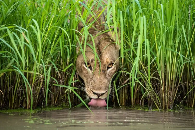 Kompetisi Wildlife Photographer of The Year 2018 Sudah Menemukan Pemenangnya. Mana Foto Favoritmu? 18