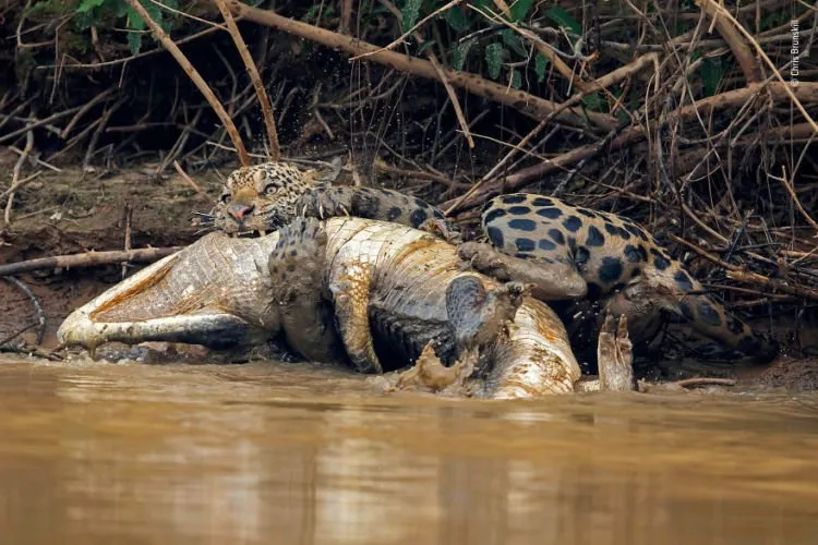Kompetisi Wildlife Photographer of The Year 2018 Sudah Menemukan Pemenangnya. Mana Foto Favoritmu? 16