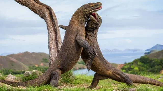4 Fakta Kenapa Komodo Cuma Ada di Indonesia. Bentuknya Sangar, Nyatanya Hewan Rumahan 8